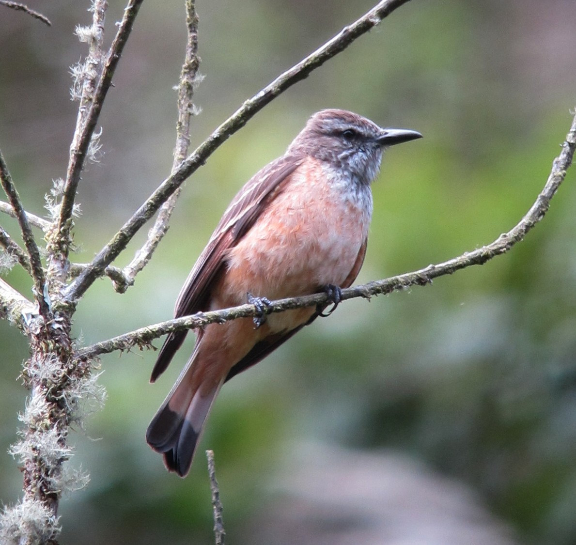 image Streak-throated Bush-Tyrant